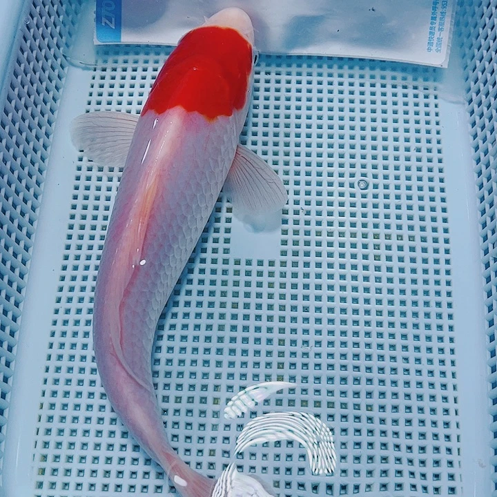 海水鱼锦鲤观赏鱼132