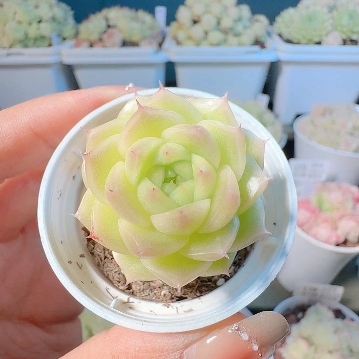 1214-191ppt-134麦杆