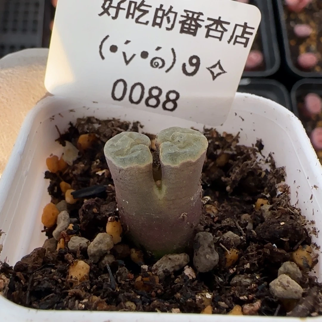 0088。雪花磁铁。。。。