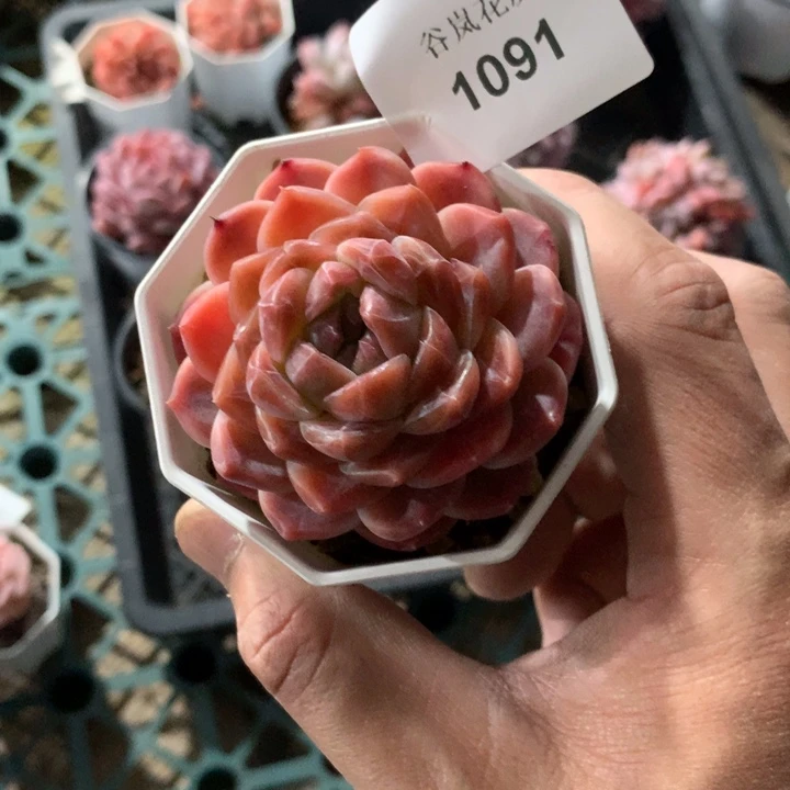 0306下午场，1091一颗