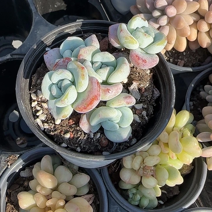 美****业青蛙王子儿童牙膏套装11