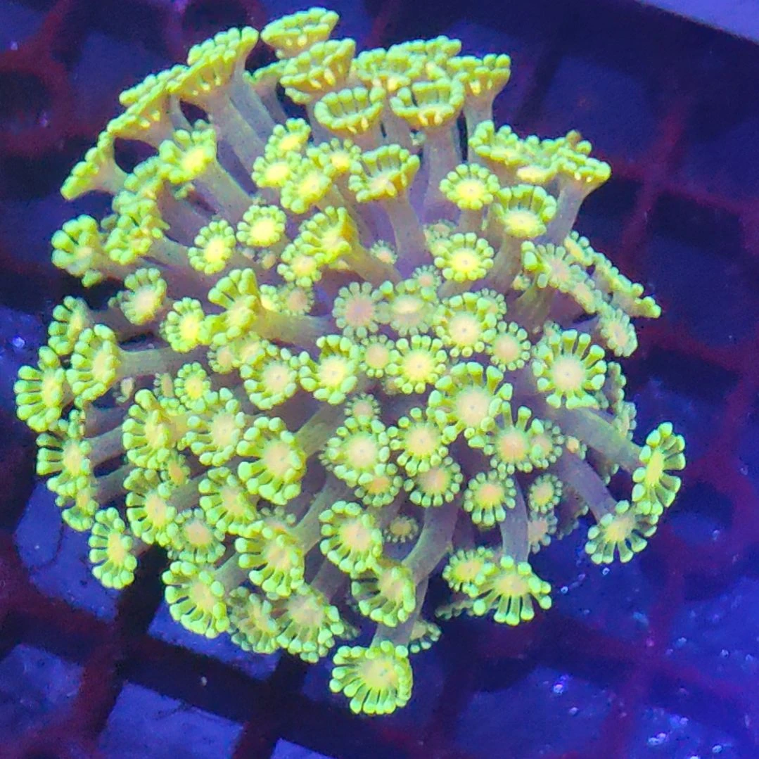 智海海洋珊瑚 不支持退货不包邮