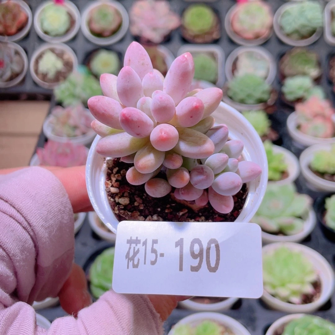 花利美15-190婴儿手指