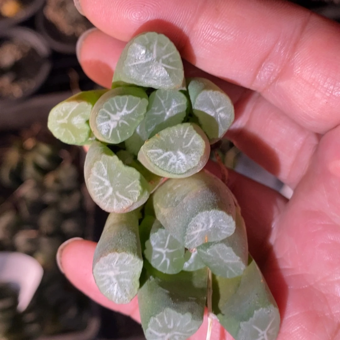 804 一颗大雪葵万象 挑大的发货 福利