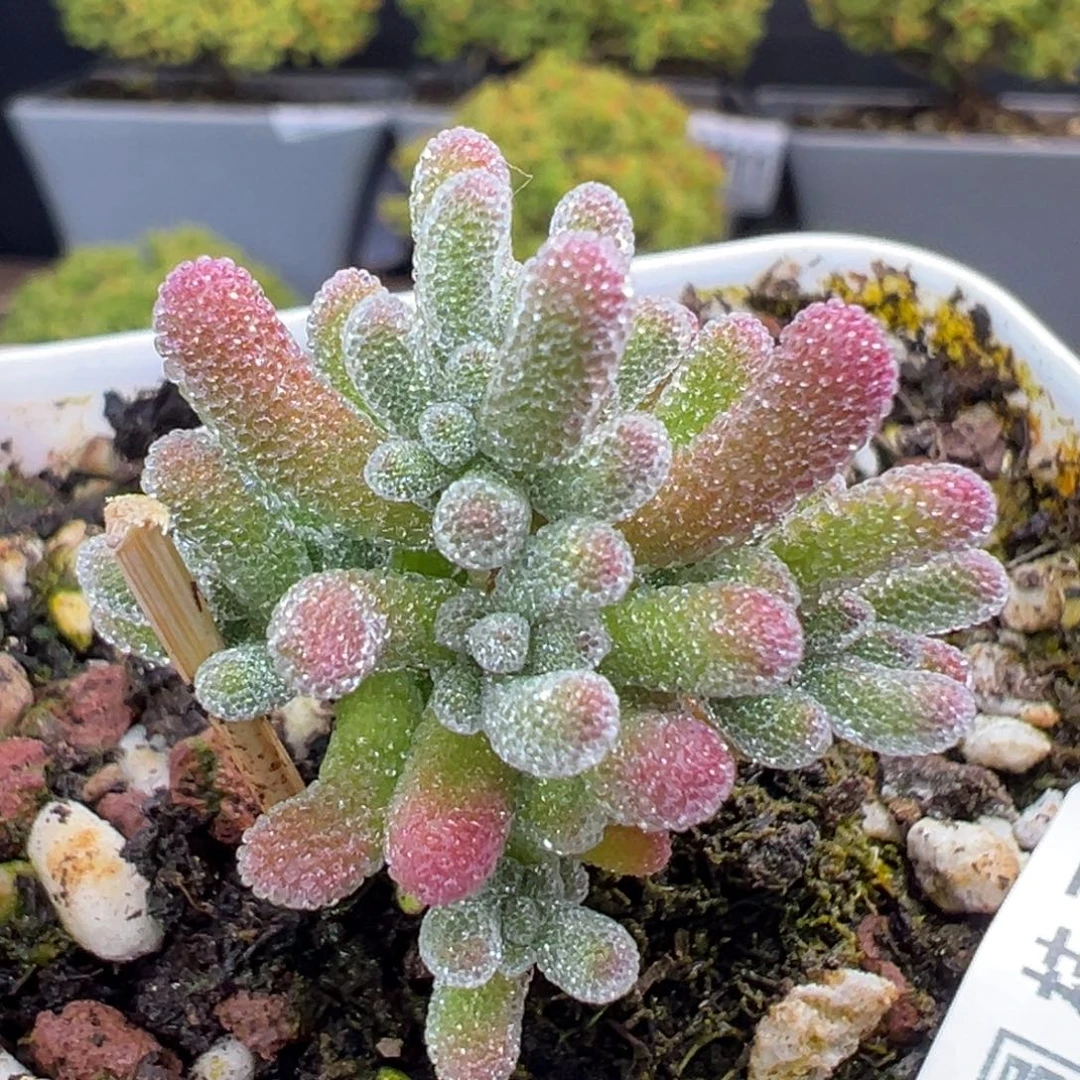 dy5613实生粉冰晶杂冠幅3.3cm