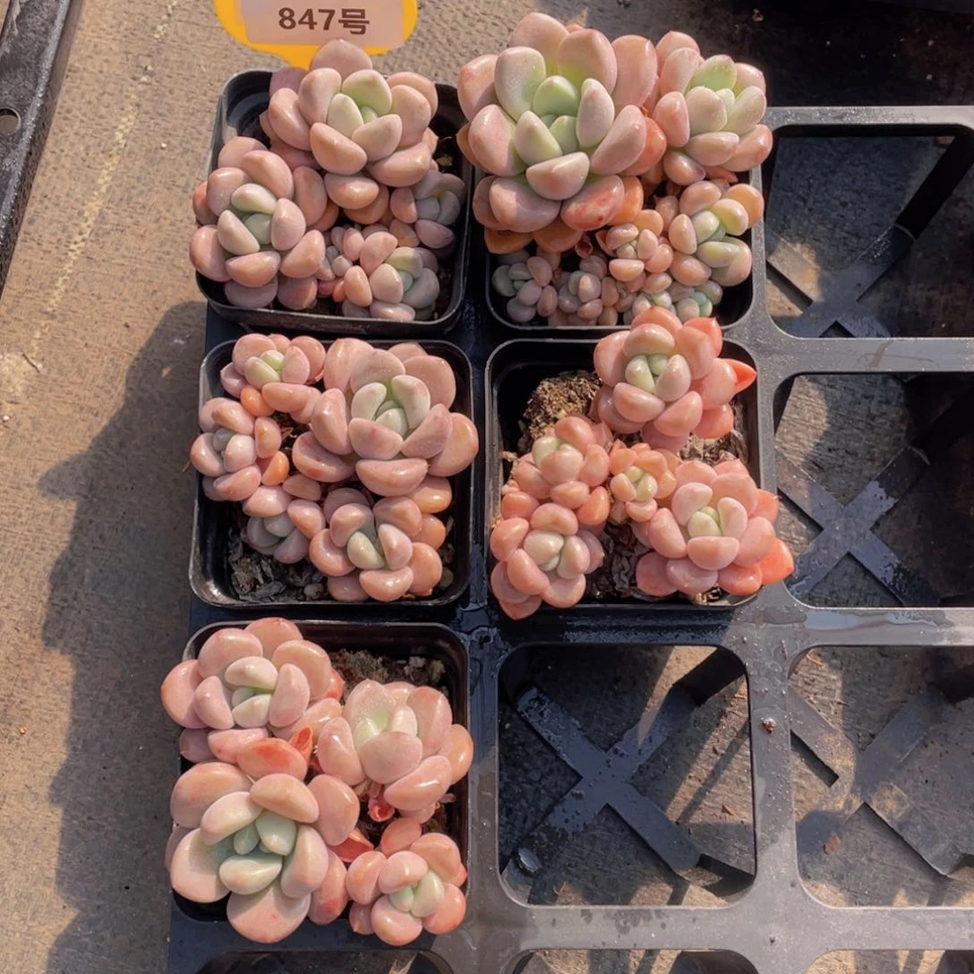 847号 白鹭 花斑鹭老桩群生一个m