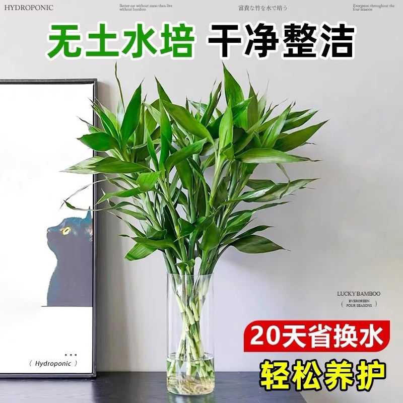 富贵竹水培植物转运竹花卉绿植室内盆栽绿萝箩水养带根发财树好养