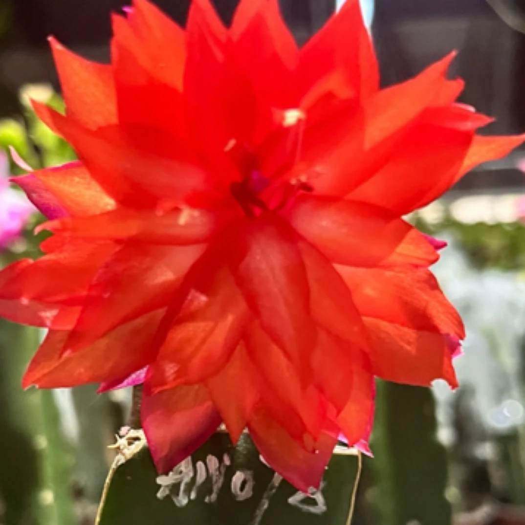 三角嫁接的蟹爪兰