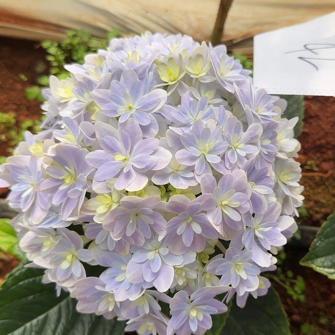 大***s绣球切花一物一拍3枝起包邮，42