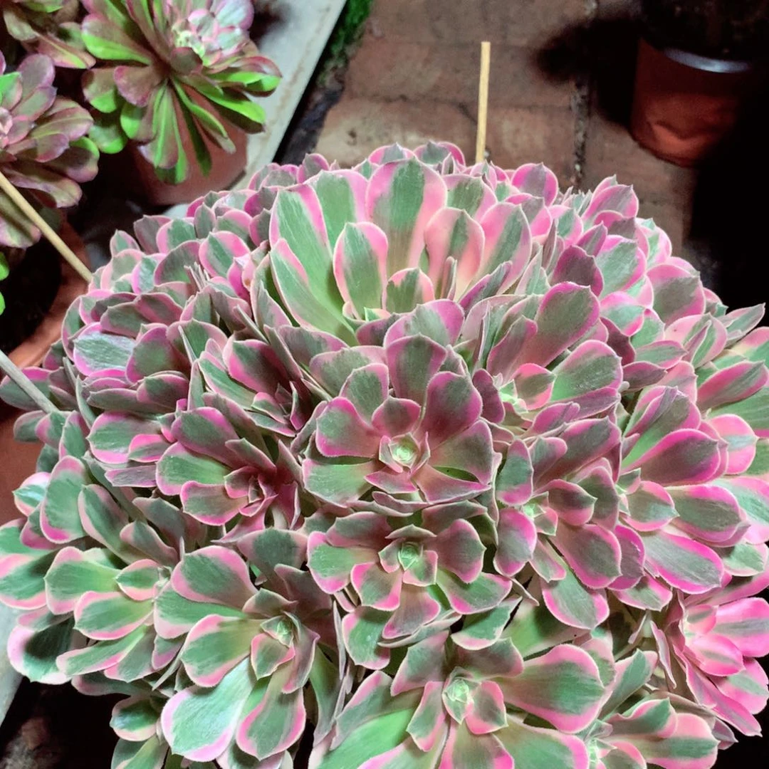 粉女郎，多肉植物的