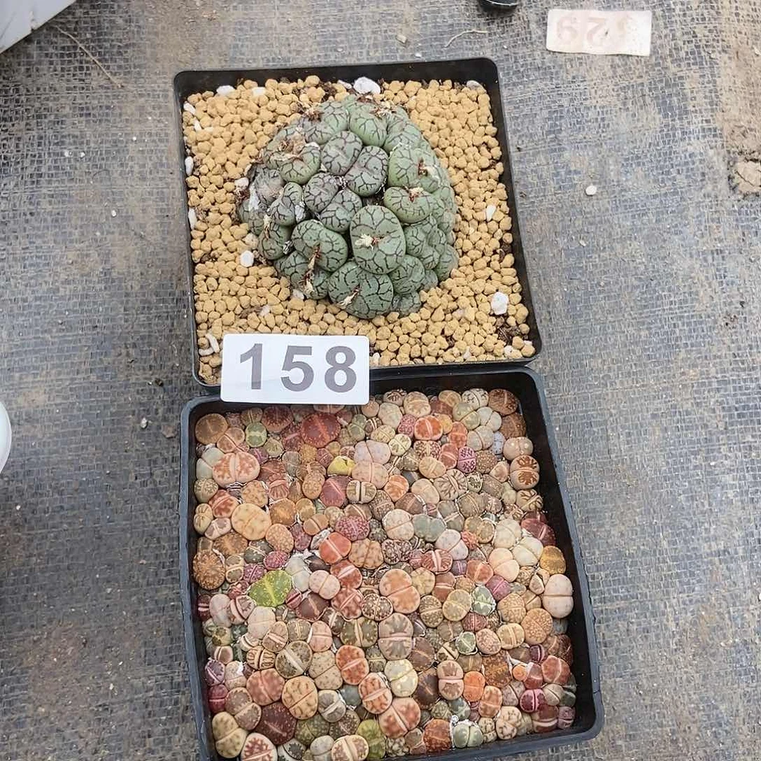 莲生石花一物一拍2盆158