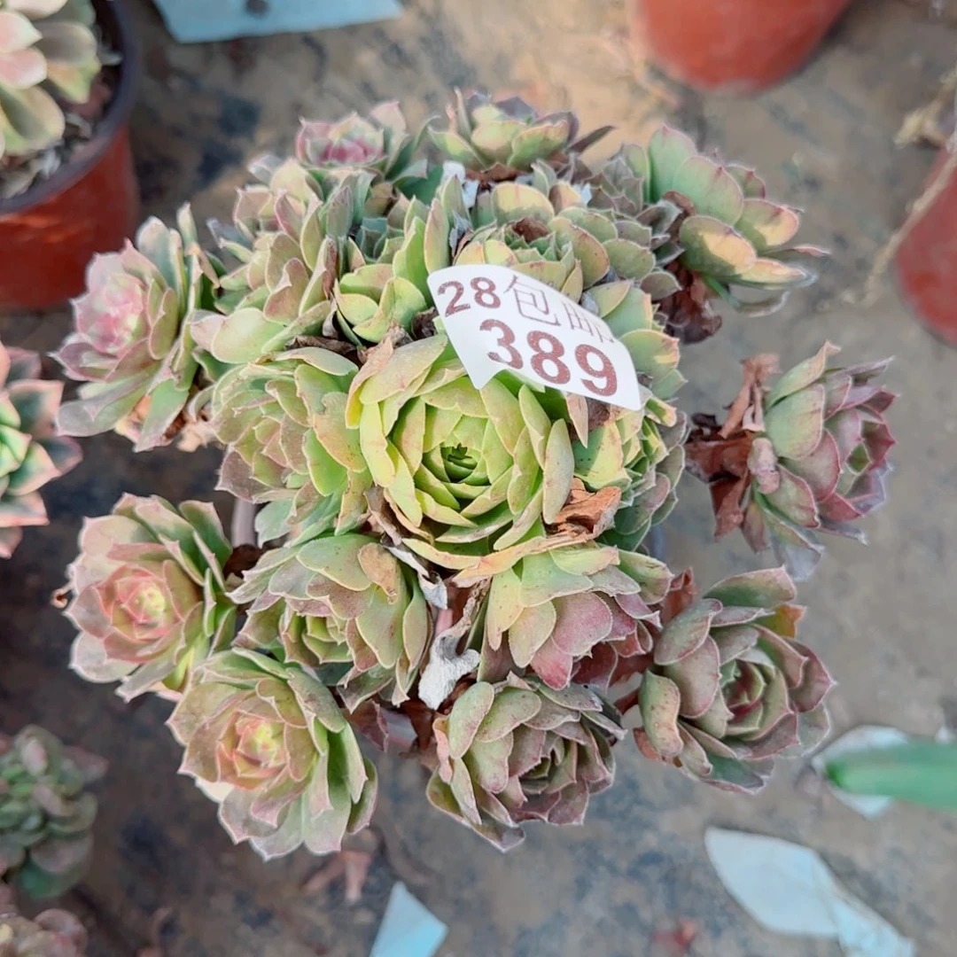 沙拉万多肉389满20包邮断枝不包