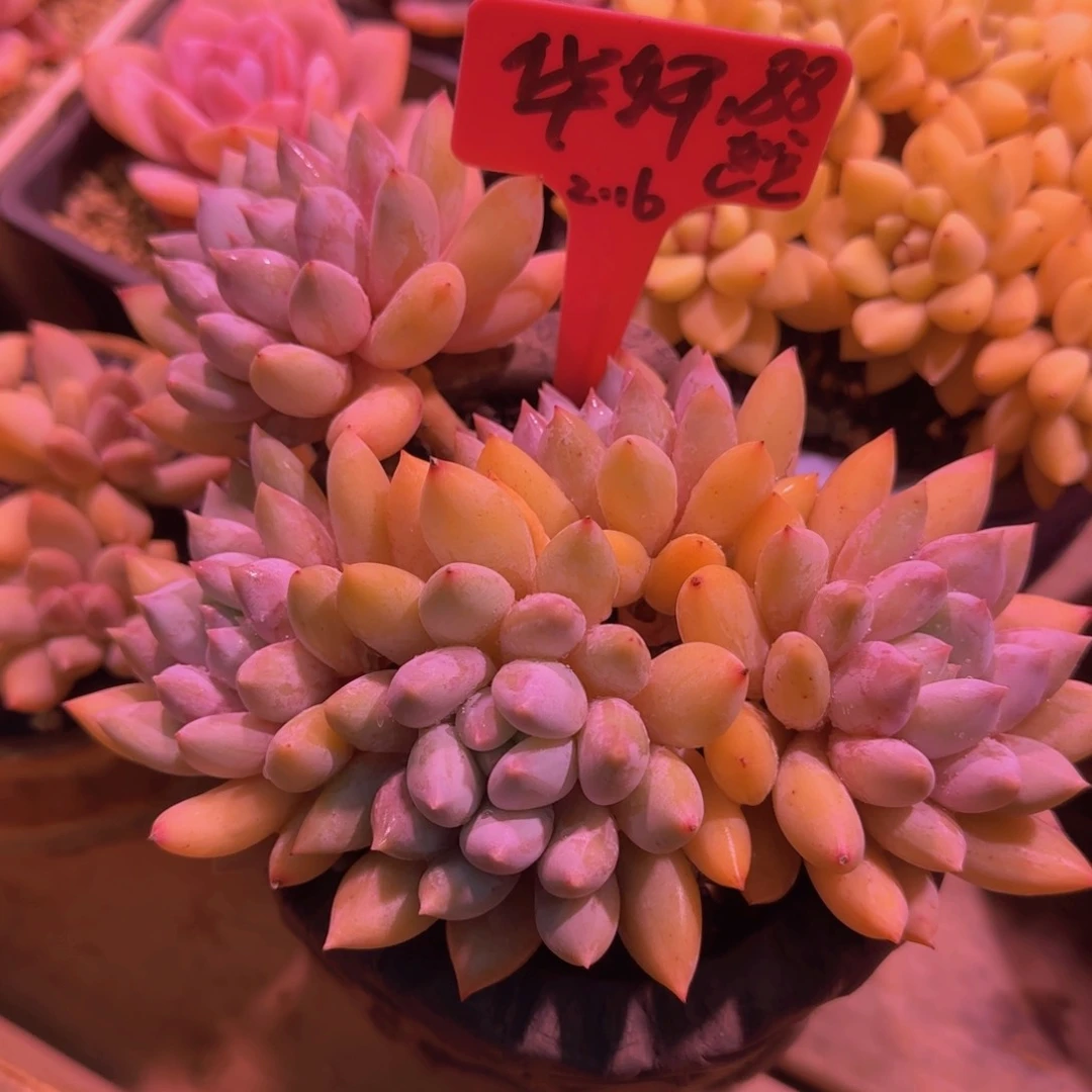 多肉植物所罗门 华轩