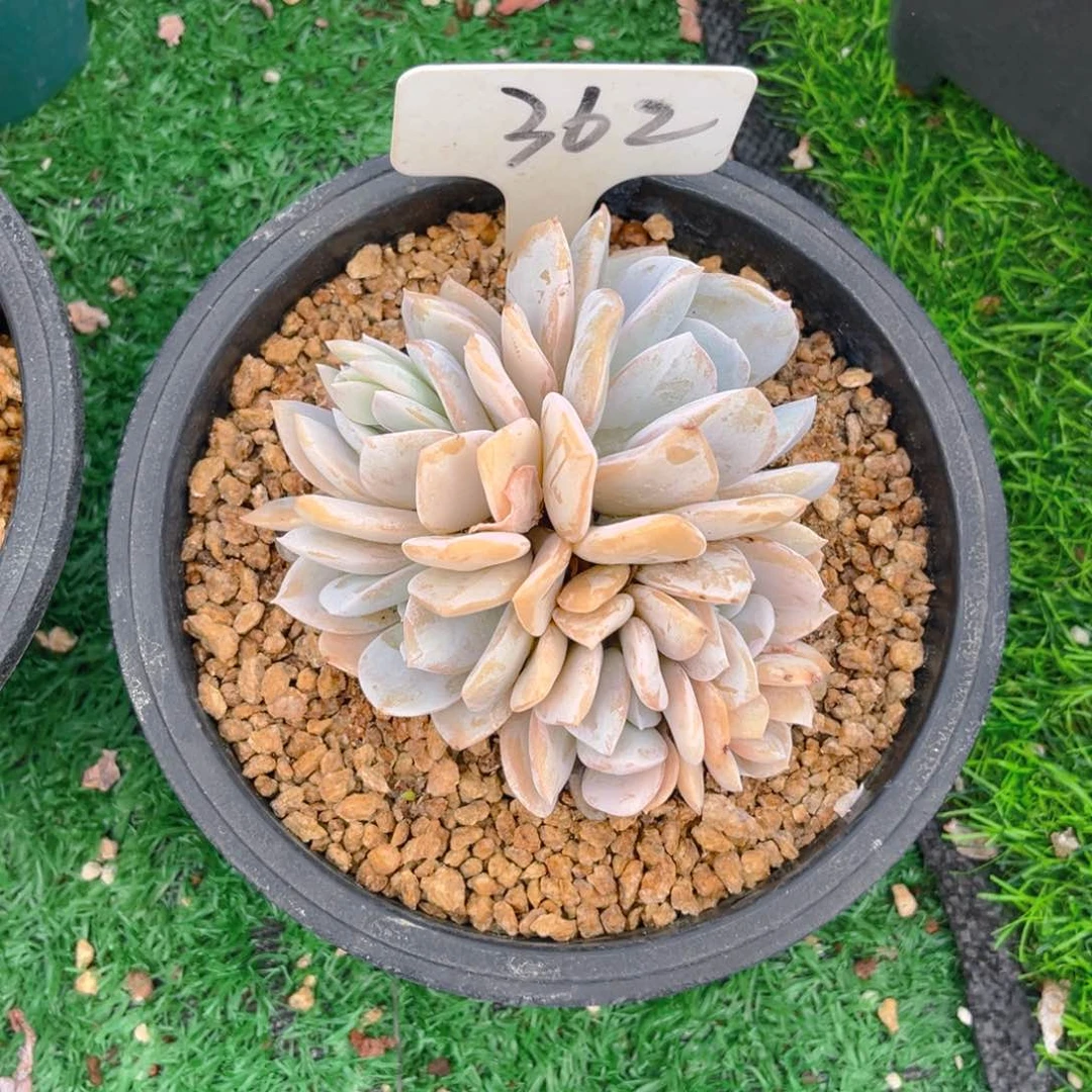 淡***了362fghhjjjjjjjjjjjj