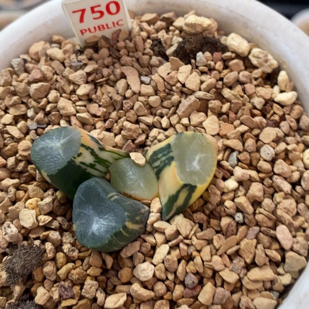 750山之翠十二卷多肉