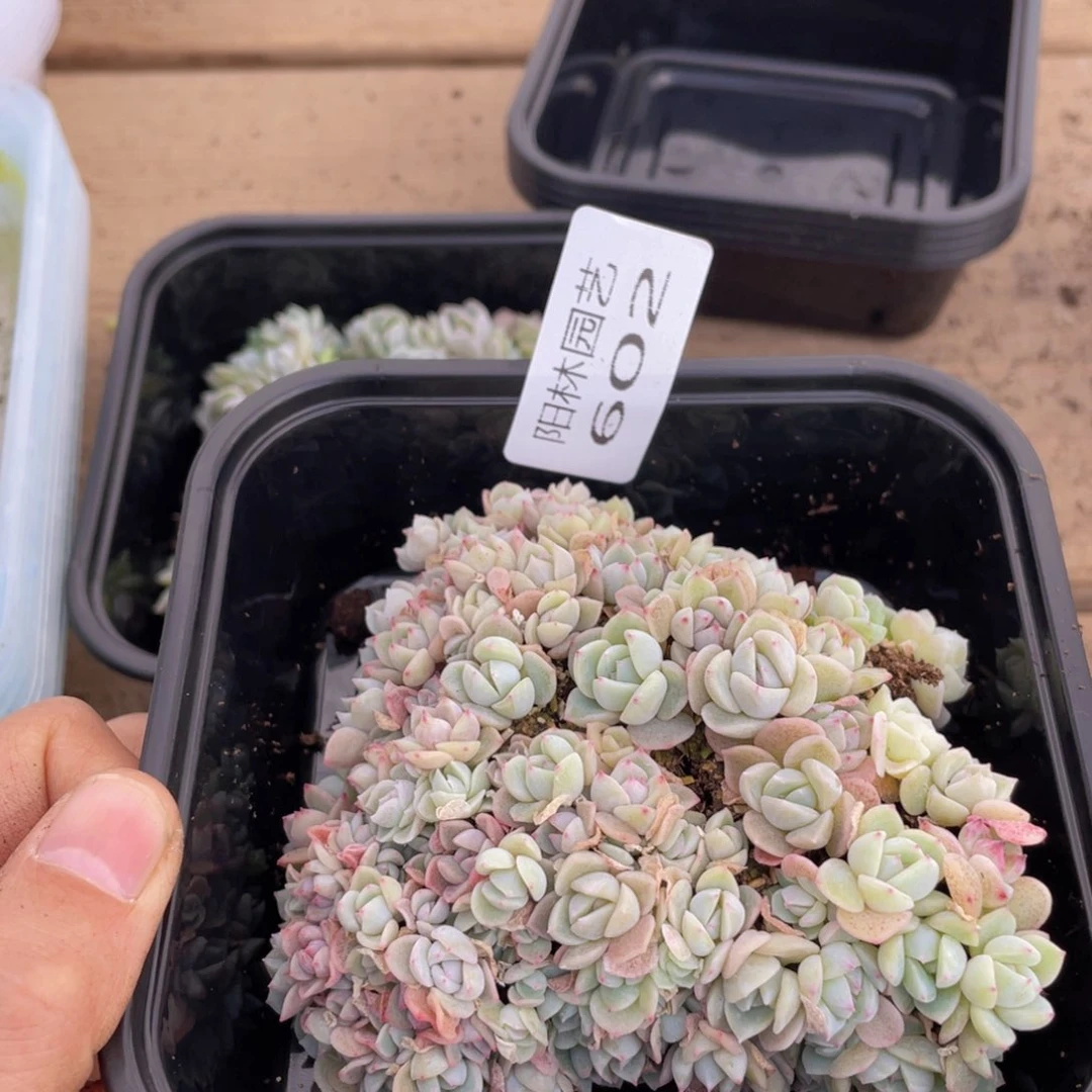 我*困多肉植物多肉植物602