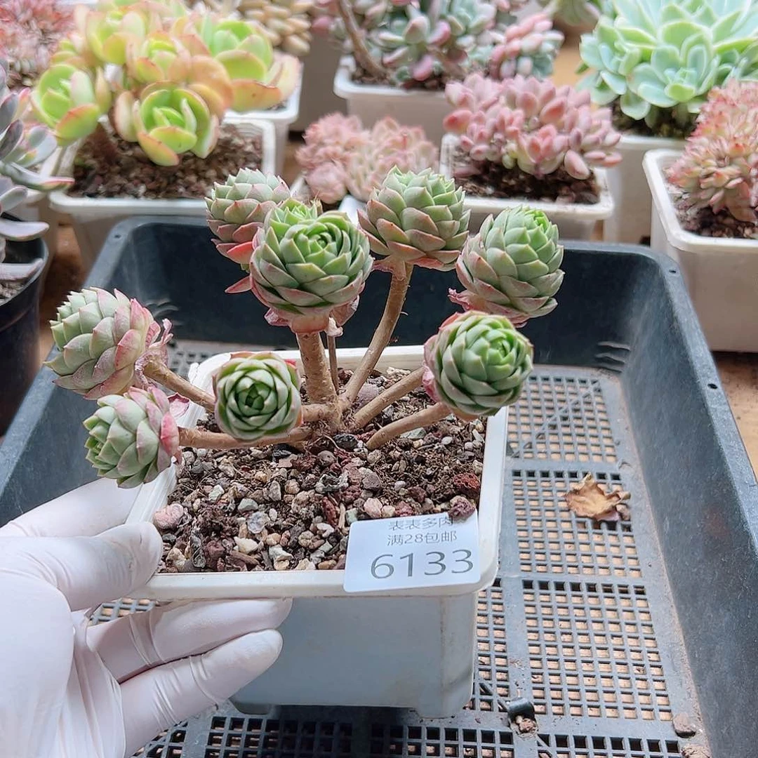 多肉一物一拍6133