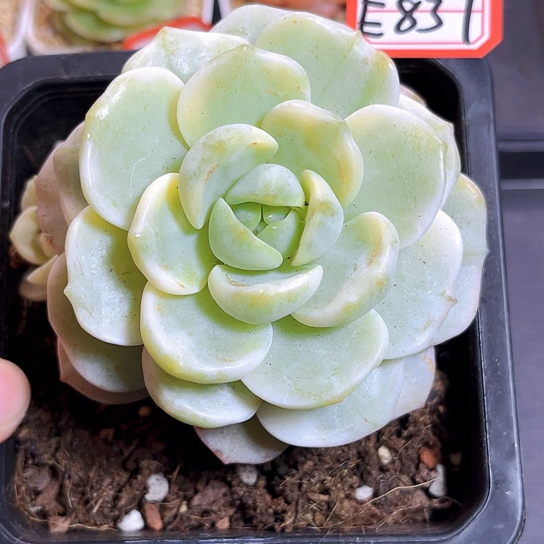 E837一物一拍 香草锦