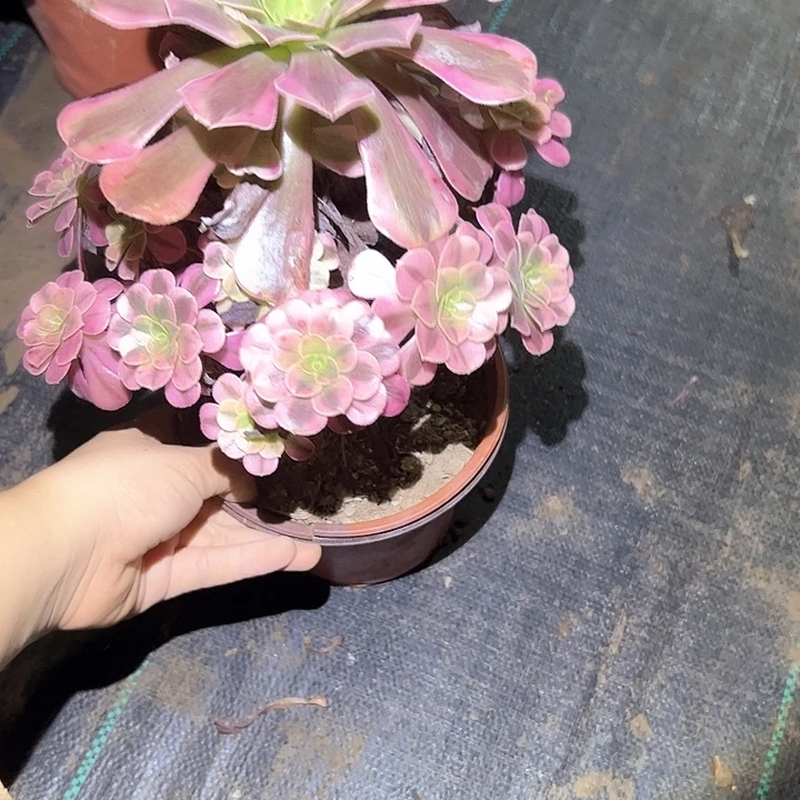 不包断枝一物一拍36