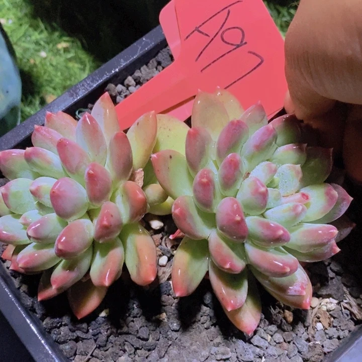 是因为她太喜欢了