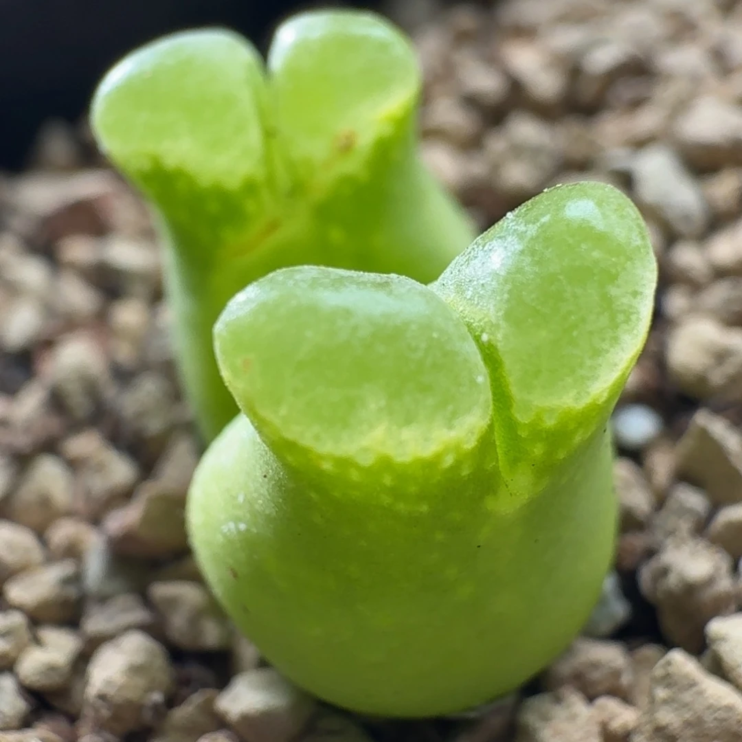 超级奶瓶风铃玉3237