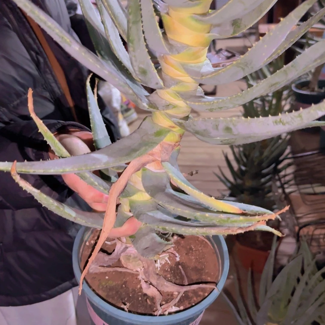 好*块根植物块根植物块根植物