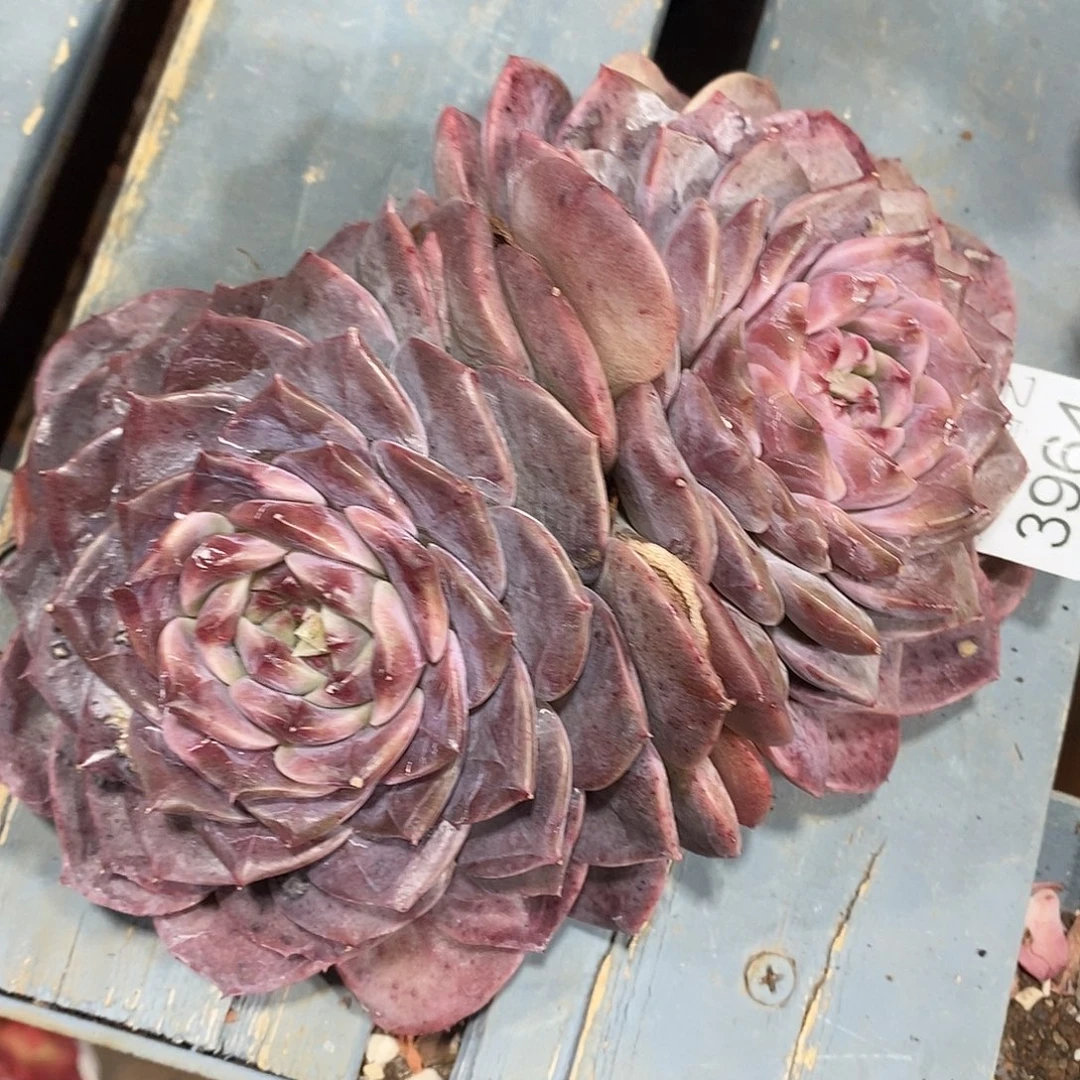 3964叶伤特不售后～16厘米