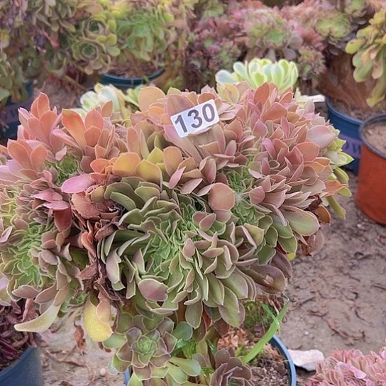 麦***多肉植物一个法师