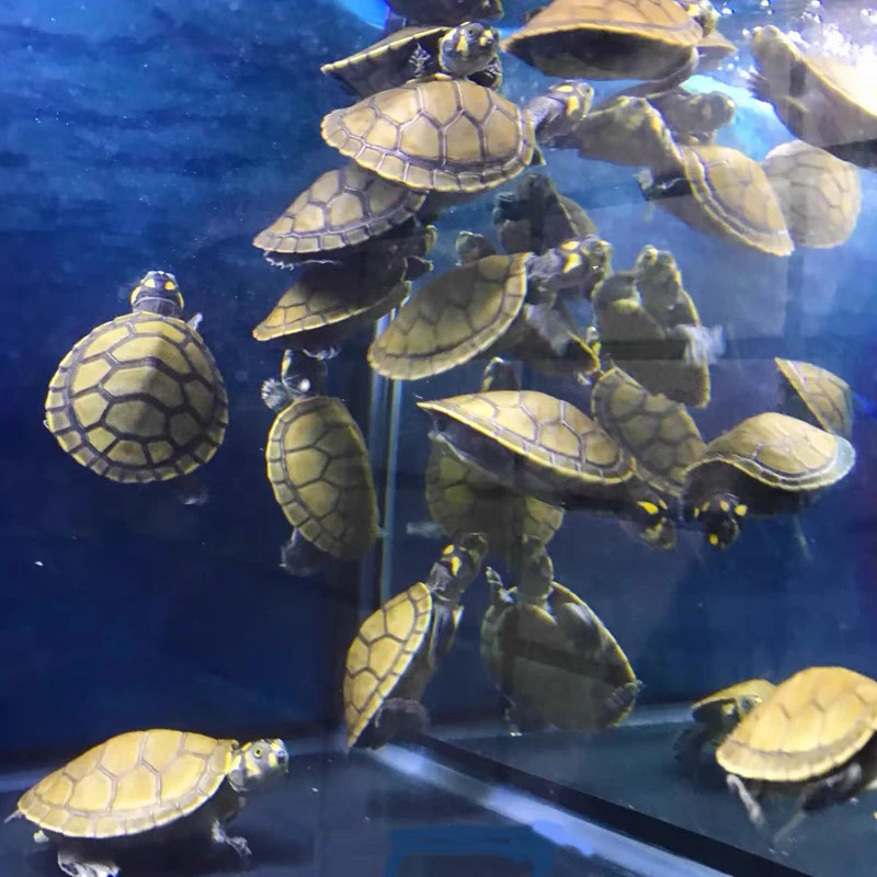 活泼深水黄头侧颈忍者神龟招财网红鱼缸混养乌龟宠物活体观赏吃菜
