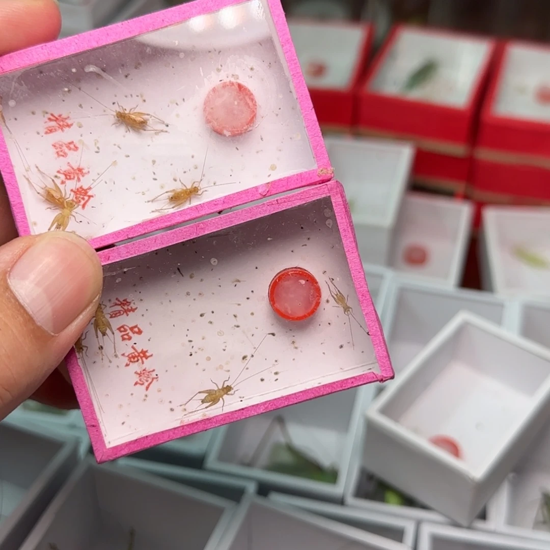 蟋蟀小黄蛉2盒