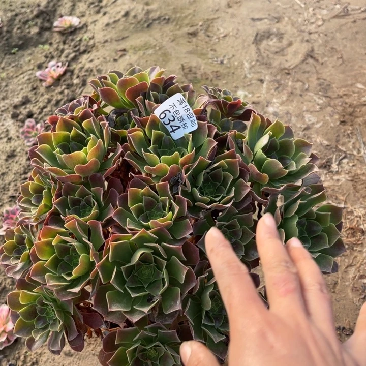 634柠檬玫瑰大绣球3北