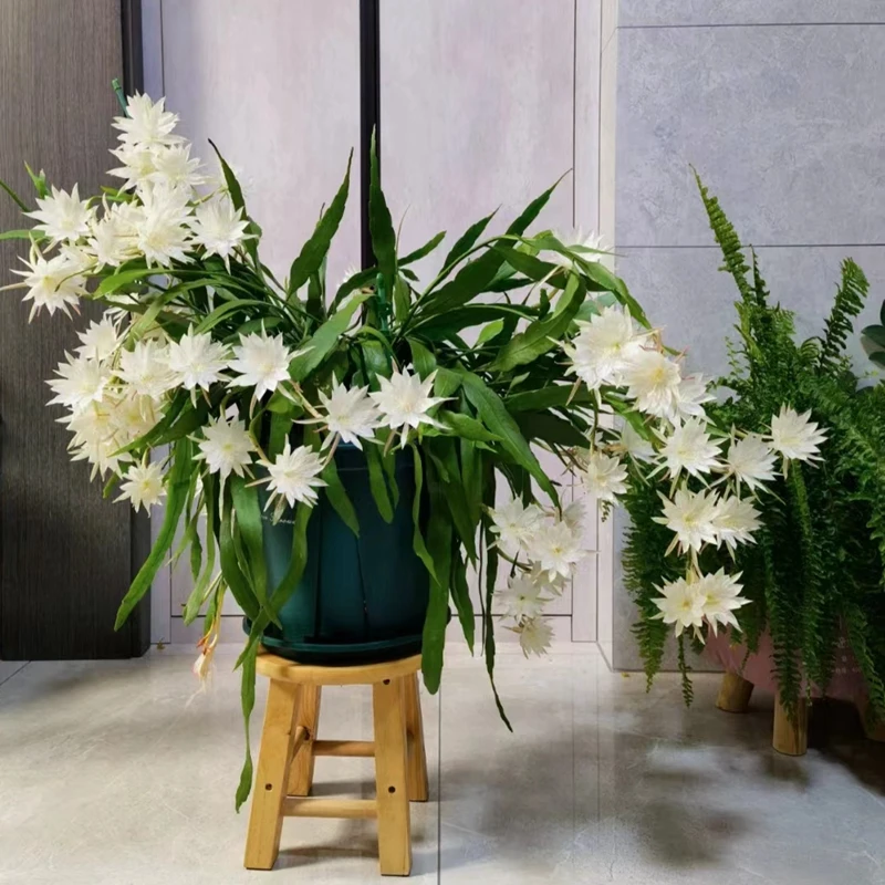 小叶昙花 月下姬美人 仙人掌科多年生好养开花观叶植物 云上植物