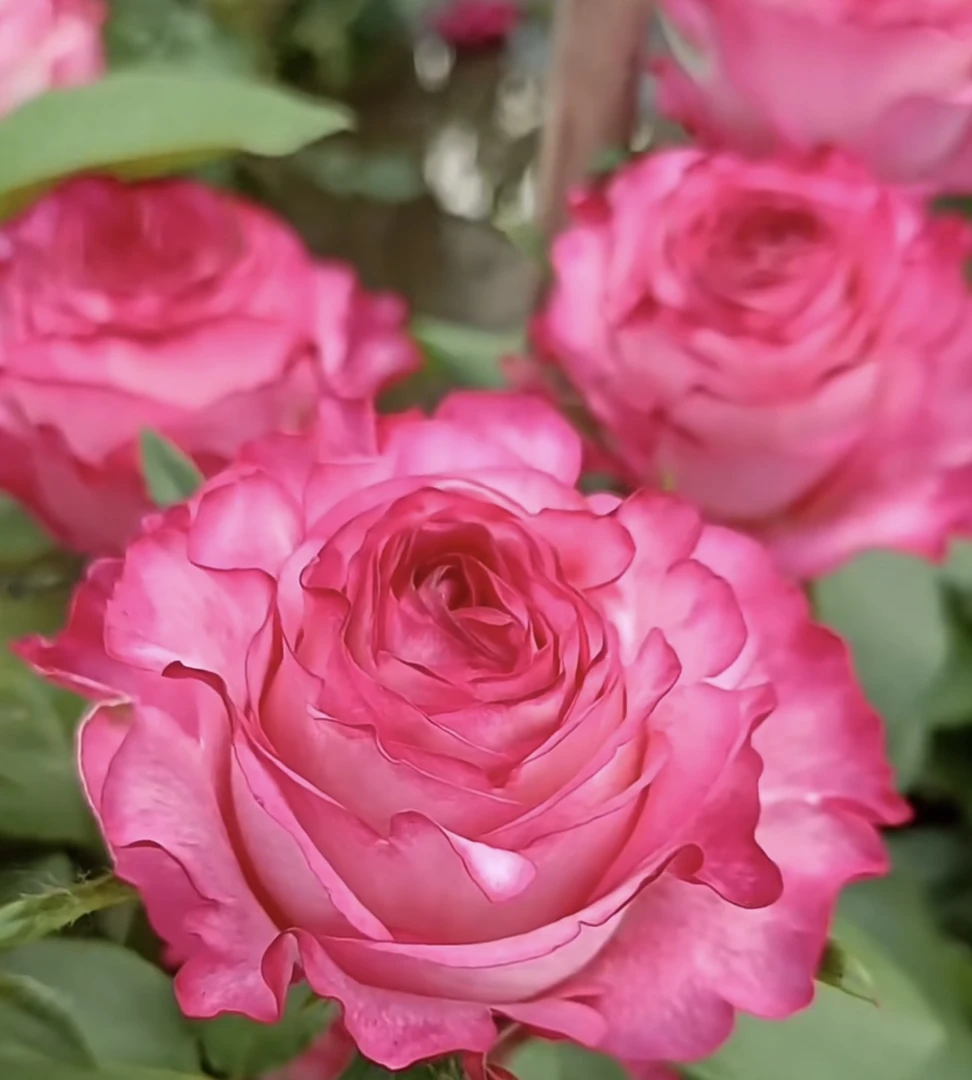 玫瑰半岛 卡门 耐热耐雨直立高杯切花月季
