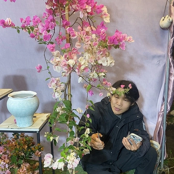 心****大量花朵（建议范围：8朵-15朵 或40%以上）漳红樱