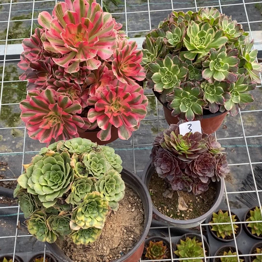 全部花朵多肉植物组合拼盘3