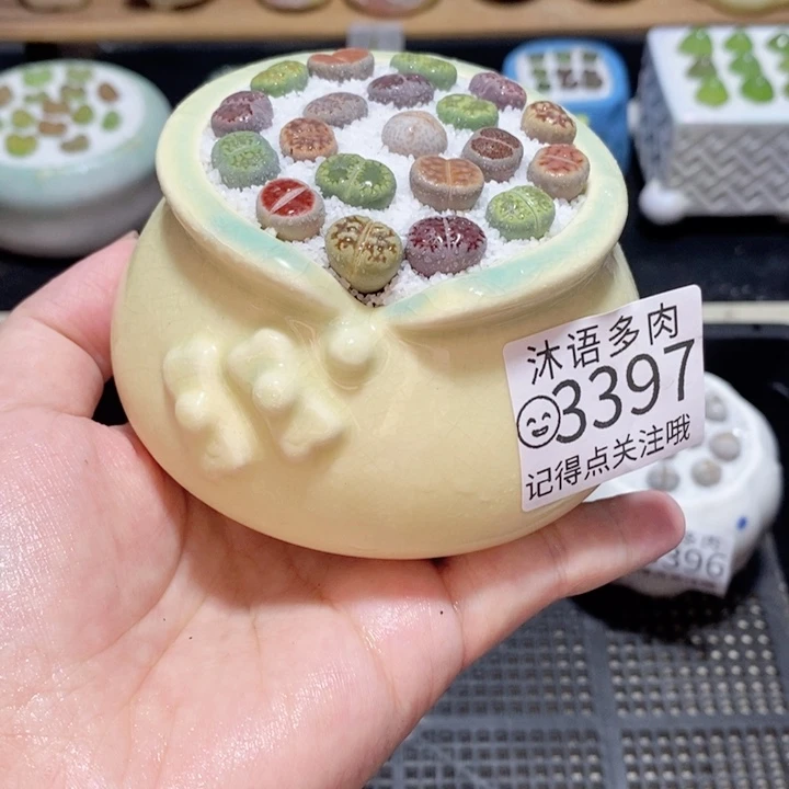 带盆土发货 精美盆栽3397