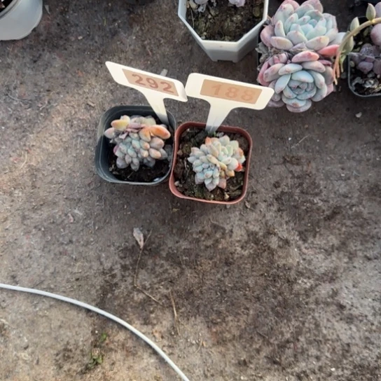 阳***烈292和188星影缀两颗