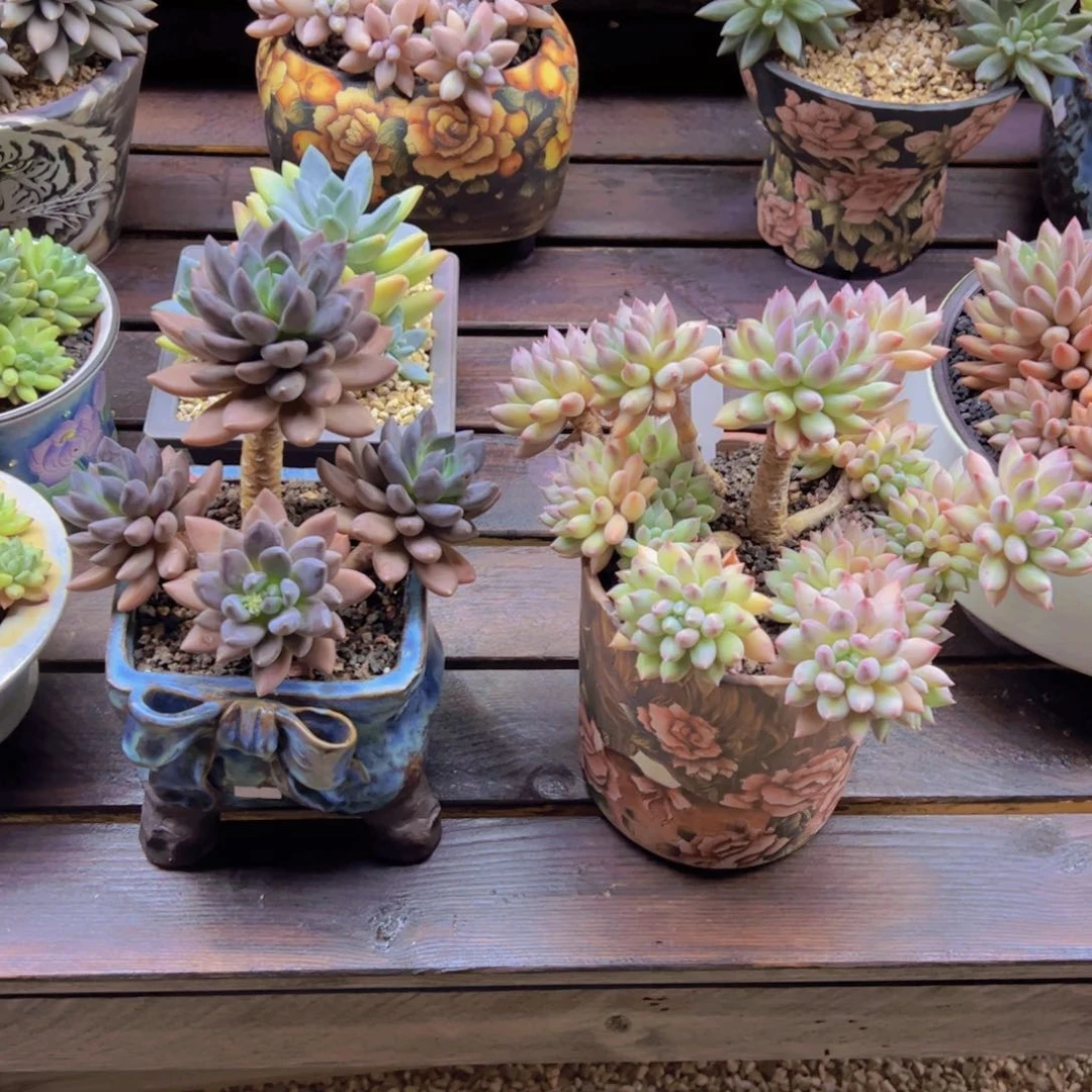 罗***慧罗国惠 紫丽殿➕所罗门带盆发货