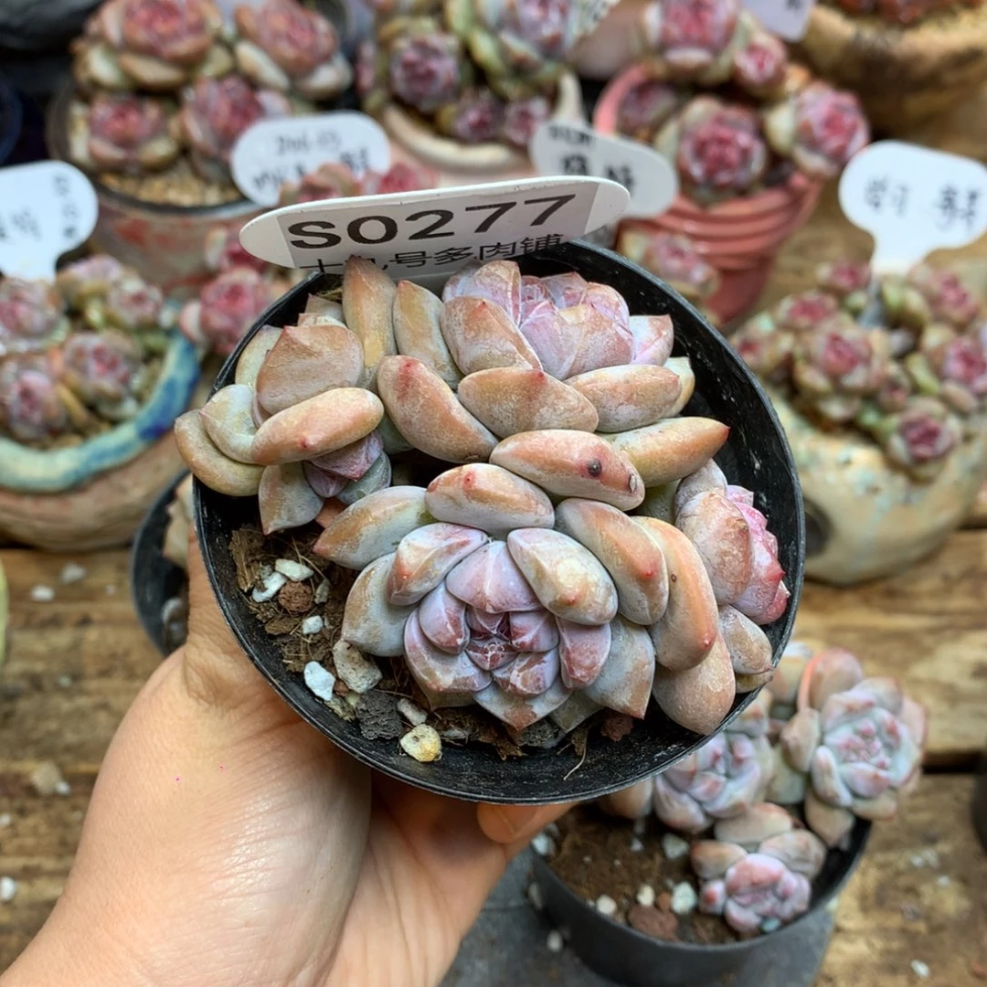 S0277 突尼斯 8.5cm