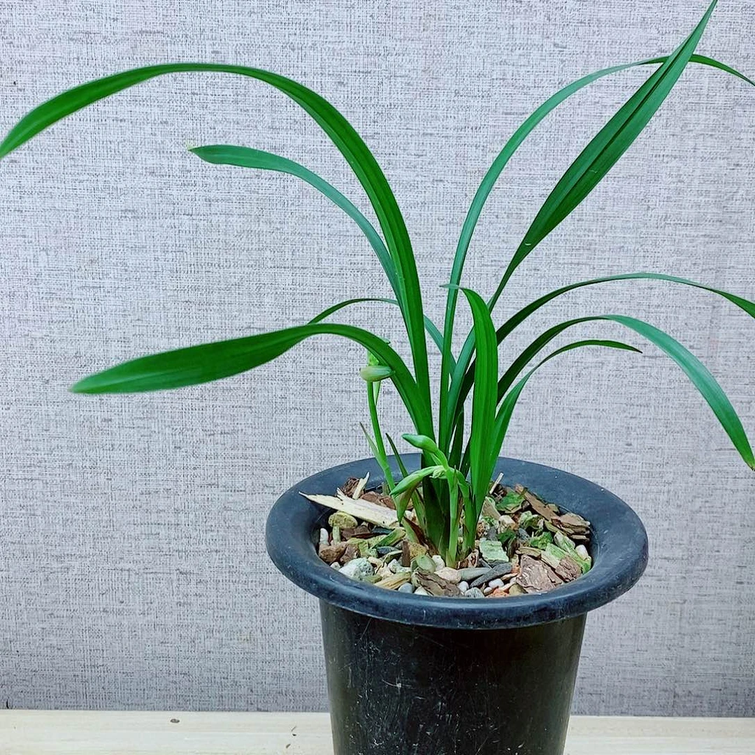 当前无花栽培后可以开花仙