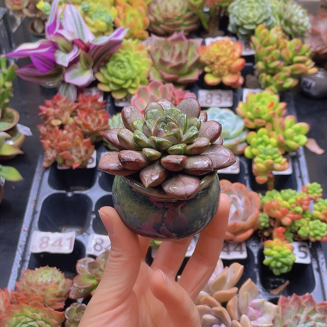 葡***诚花钱花钱花钱花钱