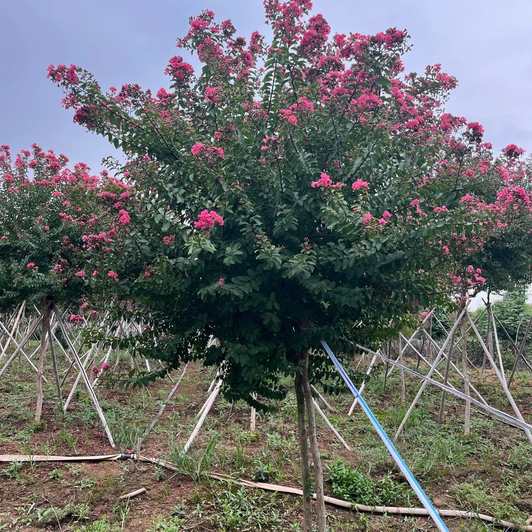 沂蒙山小叶紫薇包邮白日红痒痒树耐寒耐热基地直播大放漏