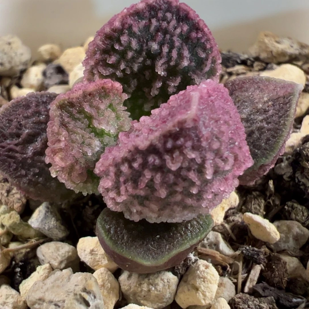 实生新品多肉植物水泡多肉植物水泡