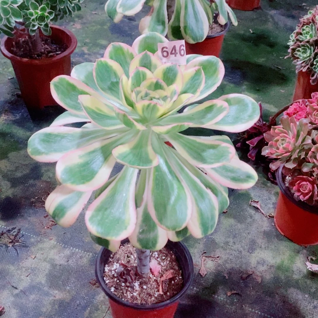 燕姿锦646多肉1111