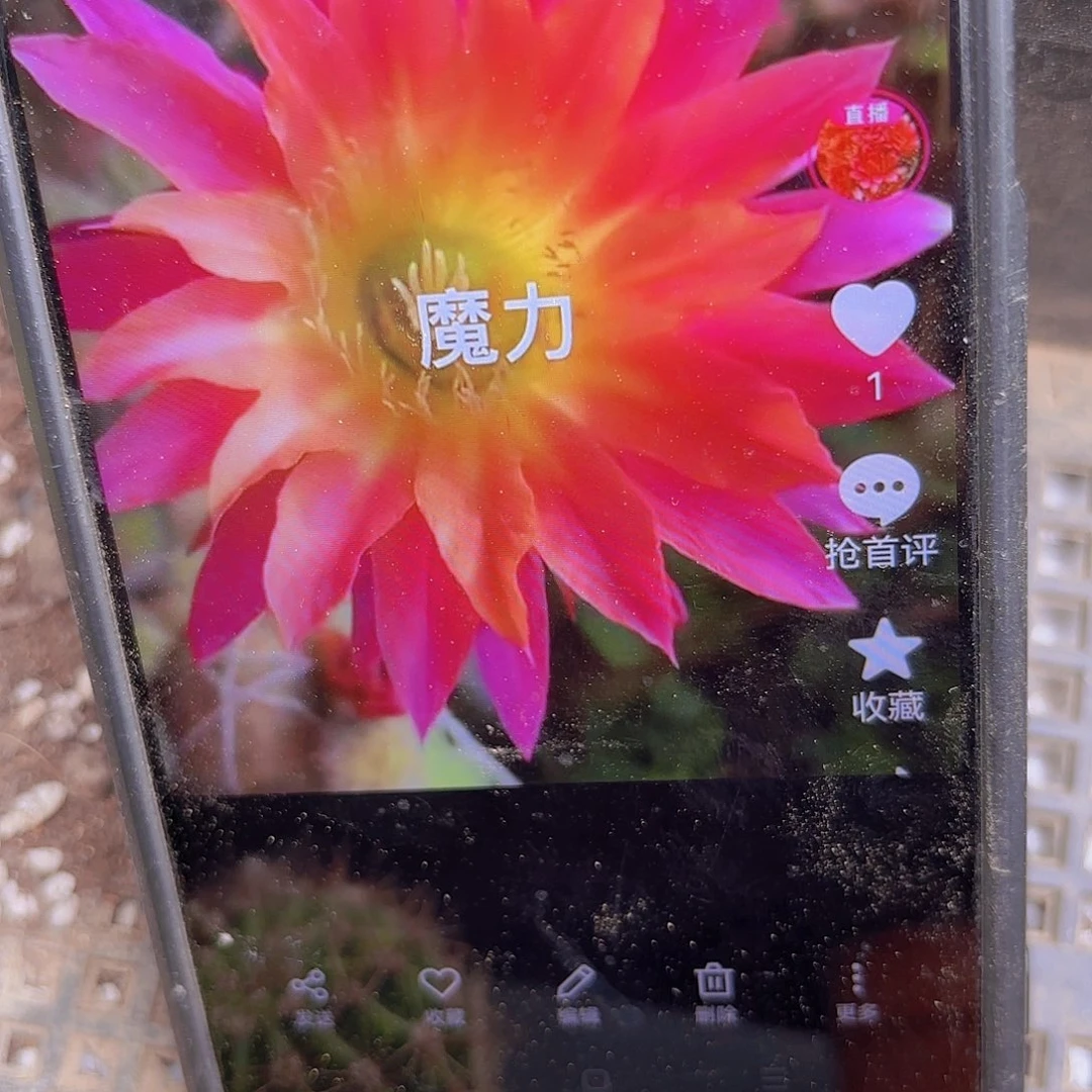 魔力彩侧牙20包邮仙人球25