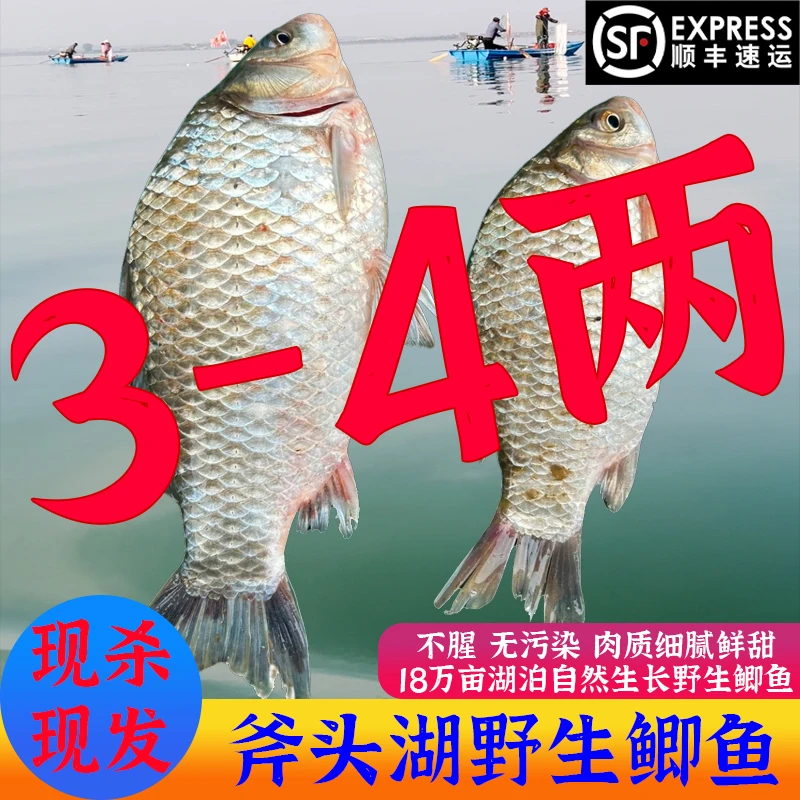 5斤（单条2-4两）斧头湖野生鲫鱼不杀大小混合发,现捞保鲜不保活