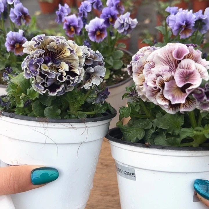 红陶抖音直播闪拍41