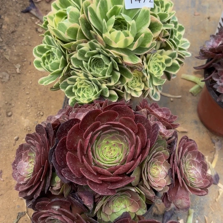 2颗多肉处理不包断头1472