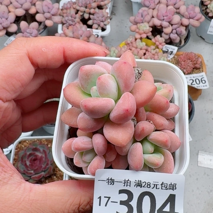 洛神多肉植物多肉植物