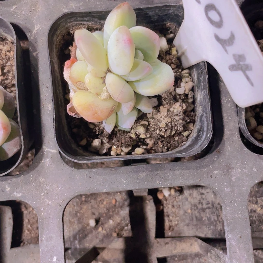 狐*卷冰玉a024一物一拍